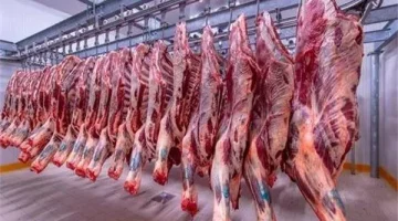 أسعار اللحوم اليوم الثلاثاء 18 يوليو 2023.. الكندوز بـ 330 جنيهًا يابلاش