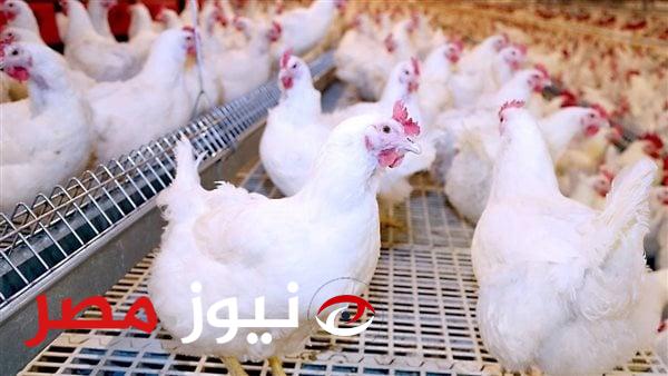 الفراخ نزلت 30 جنيها|مفاجأة في أسعار الدواجن والبيض الآن بعد اجتماع الحكومة