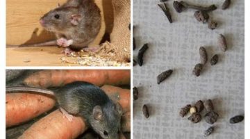 بدون استخدام أي مبيدات.. طريقة جهنمية للقضاء على الفئران نهائيا بدون لمس أو الاقتراب هيختفوا فوراً من بيتك