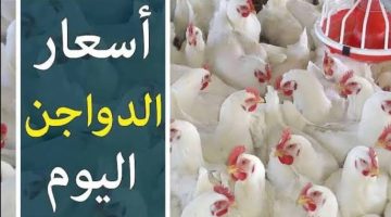 الفرخة بكام حالاً؟.. أسعار الدواجن وكراتين البيض اليوم الأحد 17 مارس بالأسواق